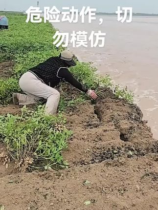 黄河滩地收花生🥜 #你见过吗 #农民不易 #我的农村生活 #黄河滩区