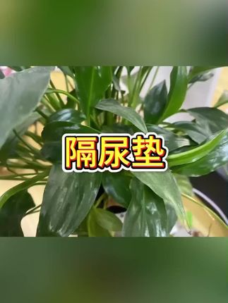 #隔尿垫 #隔尿垫推荐 #隔尿垫可水洗