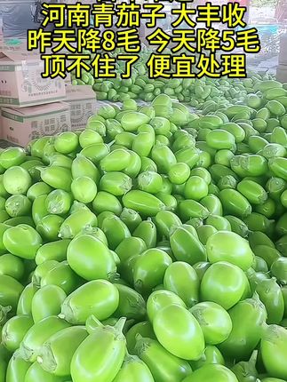 河南茄子青茄绿皮子现摘当季蔬菜绿茄#优质农产品 #青茄子 #好吃不贵经济实惠