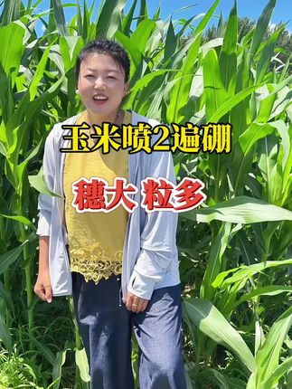 玉米喷施两遍硼肥,穗大粒多产量高@抖音小助手 #玉米高产 #玉米