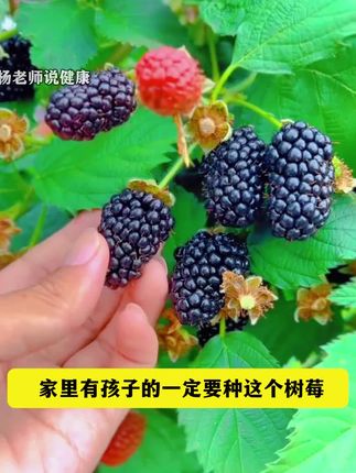 黑树莓,盆栽地栽都可以,大人小孩都爱吃#树莓#黑莓#阳台小院均可种植#优质农产品#三农 1