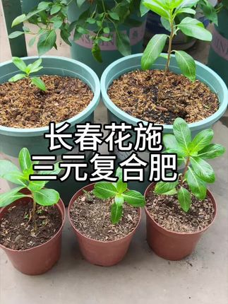 育了几盘长春花,今天施点三元复合肥,花卉通用三元复合肥,富含氮磷钾元素,弱苗,苗小用后能看快速补充生长所需养分,茁壮成长,半个月施一次#三元复合肥#种植小技巧#露台种植