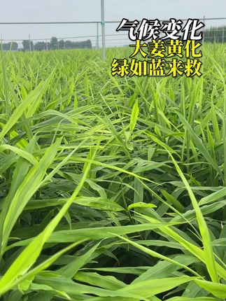 #大姜种植 #生姜种植技术 #绿如蓝