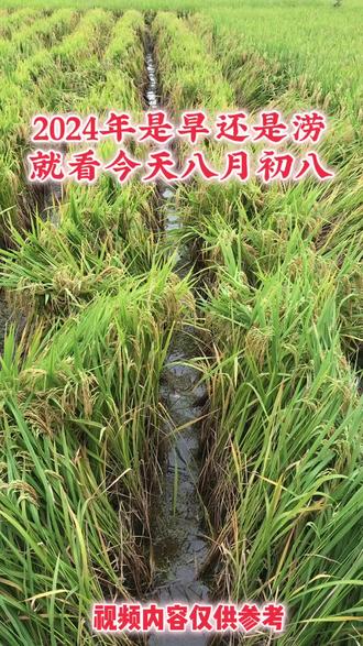 2024年旱还是涝就看今天八月初八#看老一辈农谚咋说 #支持农业发展 #抖音助农 #关注我每天坚持分享知识