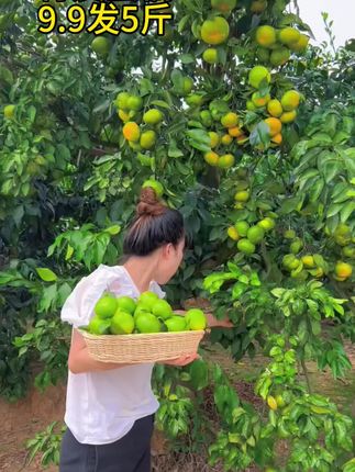 今年青皮蜜橘大丰收,9.9发5斤,趁有货赶紧拍,手慢无!#新鲜采摘 #新鲜应季水果 #青皮蜜橘