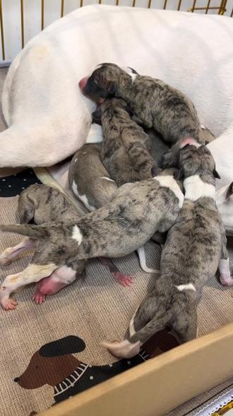 惠比特9胞胎!生产全过程! #狗生宝宝