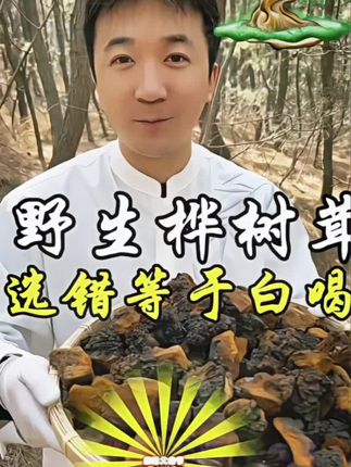 #上热门 高山特产,优质桦树茸#特色农产品 #山珍美味 ##好货推荐