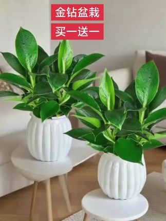 #好养的绿植 #金钻盆栽 #室内绿植 #爱生活爱养花 #花卉绿植