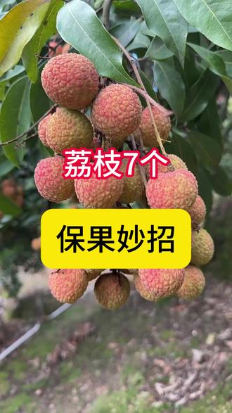 荔枝落果快,如何给荔枝保果? 荔枝7个保果妙招#荔枝种植 #果树种植 #果树管理 #保花保果 #增产增收才是硬道理