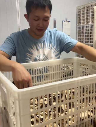 靓的新会陈皮一看就知道 所见即所得,新会原产地直发