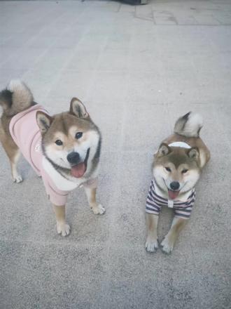 我的狗终于在冬天发腮了🥲#柴犬 #狗狗 #发腮