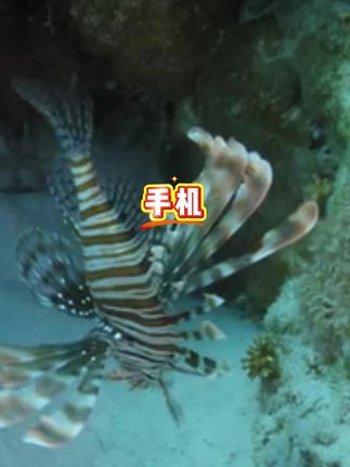 #手机#手机推荐#双卡手机