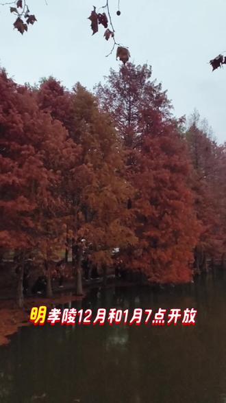 燕雀湖的落羽杉林,值得一个早起,现在还有一点点,再不去就等明年啦
#来自热心市民的溜达建议 #溜达建议 #南京去哪玩 #燕雀湖