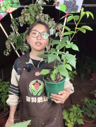 家里阳台终于有绿意了!树莓盆栽免费退超安心 今天是双十二活动最后一天了!有需要的抓紧时间下单吧!!!还有运费险哦~#阳台种植#树莓#室内绿植#家庭种植#环境基础绿植就不基础