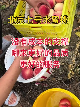 #水蜜桃 #桃子熟了 #秦安蜜桃 #甘肃特产 #新鲜应季水果