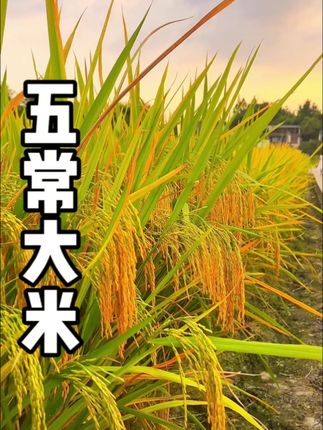 #五常大米 这可是东北正宗的五常大米呢,吃起来香香软软的,用它煮个粥味道也非常香浓#大米#米面粮油#香米 #超便宜超划算