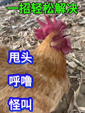 #养鸡 #鸡鸭鹅养殖 #家禽养殖 #鸡 #三农