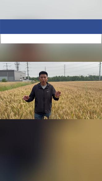 连续阴雨天气在即,该如何防治小麦穗发芽一个视频告诉你 #小麦 #穗发芽 #河南天气