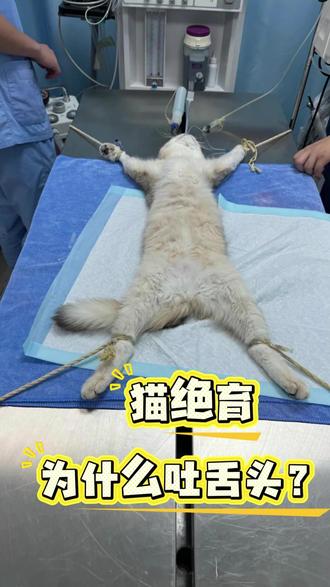 猫咪绝育要把舌头拉出来原来是这个原因 #猫咪绝育 #猫咪科普 #关注我持续更新