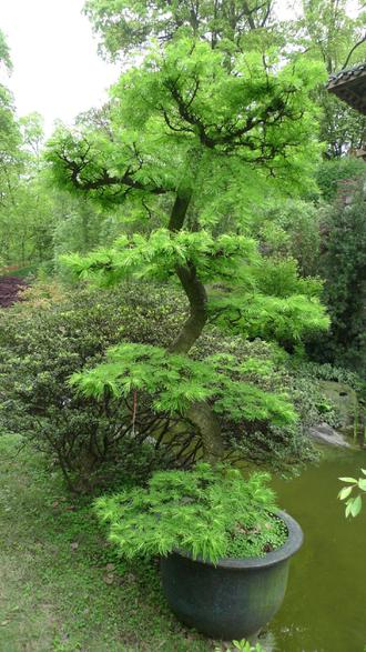 叶子排列的科学分类:4 种基本类型,带你看懂植物结构 #涨知识 #科普 #科普一下 #植物科普 #植物