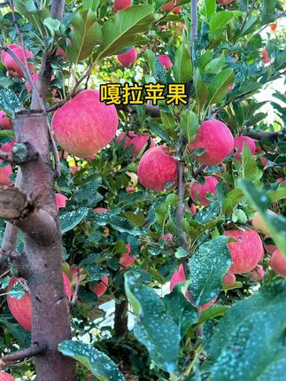 大家有没有吃过嘎拉苹果😃#优质农产品 #新鲜采摘 #三农 #纯天然绿色食品 #自家果园