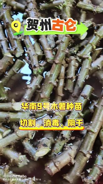 华南9号黄肉木薯,你那里怎么种?#华南9号 #黄肉木薯 #种植 #抖音助农扶农 #贺州古仑