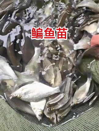 鳊鱼#鳊鱼#三农#水产养殖 #鱼#我的乡村生活