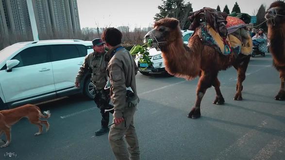 #乡愁记忆 #原创视频#重走长征路 #航拍最美家乡 #农村生活 🌴🌱12月20日
东天山骆驼队于2025年12月20日抵达渭南。根据最新信息,驼队于当日中午12点后到达渭南北堤路,并在下午2点左右经过南河堤路。
行程背景:
驼队于8月22日从新疆哈密巴里坤出发,计划用100天时间重走丝绸之路,全程2700多公里。
途经酒泉、张掖、兰州、宝鸡、咸阳、西安等地,最终目的地为洛阳。
12月18日,驼队抵达西安高陵区,并于次日继续向渭南进发。
东天山来的骆驼队,你们辛苦了,你们不仅把凝固成标本的古丝绸之路,用驼铃的摇响唤醒我们历史记忆,更以行动焕发这条老路的生机。你们不仅是在守护历史,更是在创造未来🙏