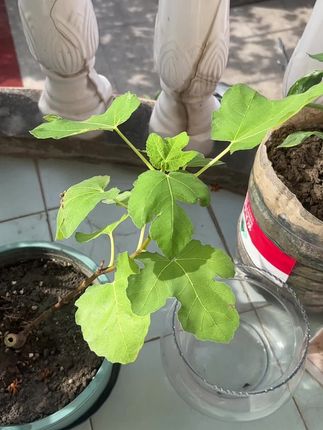 #无花果苗 咱也是有无花果树的银了,话说青皮好吃还是薄姬红好吃呢……
