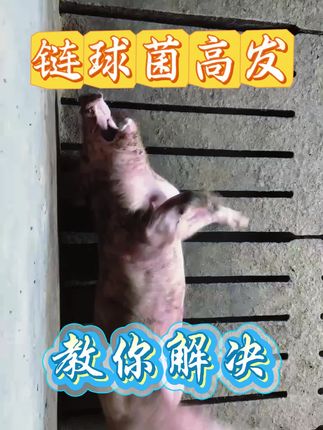 #所有养猪人 #养猪人不容易 #养猪人加油干 #链球菌