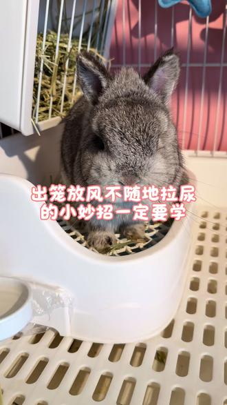 让我看看是谁家的小兔宝,还不会定点上厕所呢这个方法赶快来试试吧。#兔子饲养技巧 #侏儒兔 #兔子 #兔叽吖