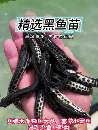 黑鱼好养耐活,一年2-4斤,耐低氧耐高温,0-38度都能养 #鱼苗 #黑鱼 #高密度养殖 #水产养殖 #水产人