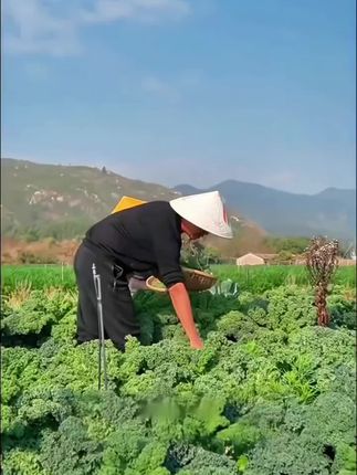 秋天到了,想种点菜的推荐您种点这个好吃又好看的#羽衣甘蓝 既能当花赏又能当菜吃#羽衣甘蓝种子
