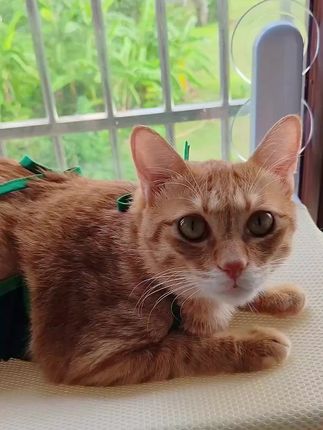 家里最厉害的猫吃不上肉#萌宠出道计划 #猫粮 #记录猫咪日常