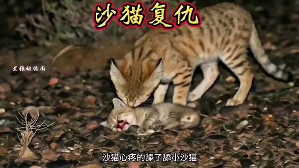 沙猫妈妈刚出门,响尾蛇就来偷袭他的幼崽。母爱的力量!