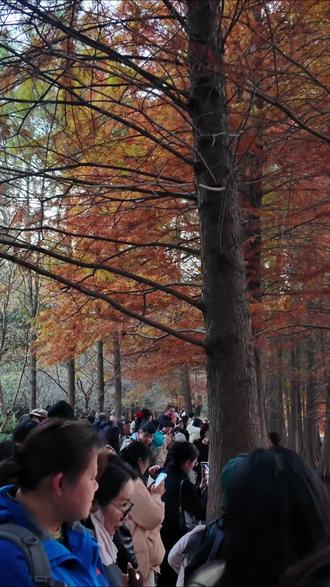 11.26实拍!南京燕雀湖的早高峰是从早晨6点开始的! 📍 地址与交通
具体位置:南京钟山风景区梅花谷东南角(明孝陵3号门入口处)
公共交通:地铁2号线苜蓿园站1号口出,步行10-20分钟即可到达
自驾提示:附近有停车场,但周末一位难求,建议尽早前往
🎫 门票信息
免费时段:每天早晨6:30前入园免费
常规门票:正常门票70元(明孝陵景区门票)
半价优惠:2025年10月23日-11月23日6:30-8:30,所有人凭有效身份证件可购买35元半价门票
🗓️ 最佳观赏期
11月中下旬至12月初是落羽杉颜色最丰富的时候,能看到红、橙、黄、绿的渐变色,像打翻的调色盘。现在去正当时!
👥 人潮实况与避开攻略
人流高峰时段
清晨7-9点:摄影黄金时间,人流量最大,但光线最好
#摄影 #南京 #燕雀湖 #明孝陵 #旅行推荐官