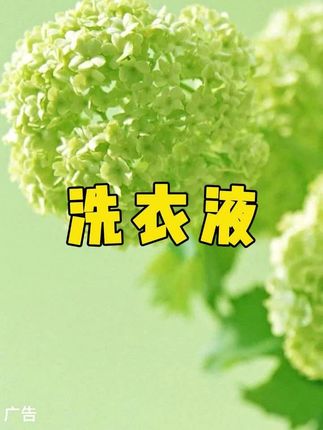 夏天出汗多就用洁美芬山茶花香粉洗衣液,真的是很香,特别的好用#山茶花洗衣液 #洗衣液 #洗衣好物 #生活必备 #超便宜超划算