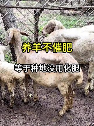#三农 #养殖人 #养殖户 #农村养殖人 #养羊