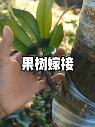 #果树嫁接 #农业种植 #果树嫁接视频分享