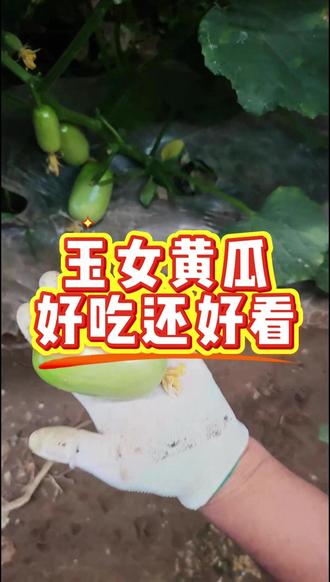 跟着杨姐学种菜:玉女黄瓜好吃还好看! #玉女黄瓜 #黄瓜 #黄瓜种植 #生菜杨姐