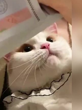 #猫粮必备 #猫咪必备 #宠物零食推荐 #养猫必备物品 #养猫用品分享
