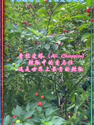 秘鲁红椒,奶香橘香,不好吃包退! 查拉皮塔(Aji Charapita)辣椒中的爱马仕、还是世界上最贵的辣椒。#稀有辣椒 #查拉皮塔辣椒 #红色查拉皮塔辣椒 #辣椒 