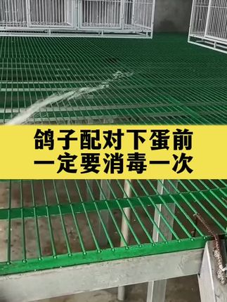 鸽子配对 下蛋前一定要消毒一次#养鸽人#赛鸽信鸽#种鸽幼鸽#肉鸽#鸽子