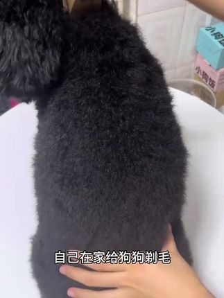 自己在家给狗剃毛就得用这个宠物剃毛器#宠物剃毛器 #狗狗剃毛 #科学养宠攻略 #萌宠好物