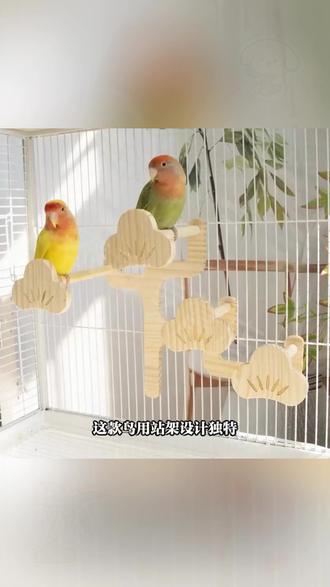 鸟站架 【宠大条】鹦鹉攀爬鸟站架爬梯实木站棍鸟笼造景玄凤牡丹松柏鸟站架#宠物用品 #攀爬站架 #养鸟必备 #鹦鹉站架 #实木制品