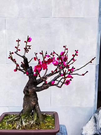 腊梅在冬季开花,耐寒好养,开花非常好看#腊梅 #梅花 #红色腊梅 #耐寒植物 #花卉绿植