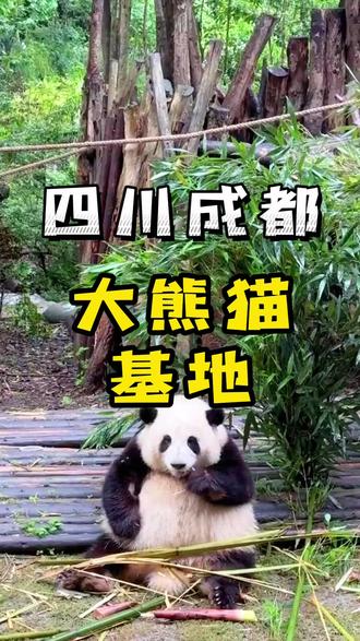 大熊猫基地可以看到好多大熊猫!这谁能顶得住#大熊猫基地 #大熊猫 #重庆旅游攻略