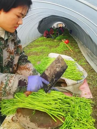 芦蒿 我们这边叫它芦蒿,每个地方叫法不同,但味道都依然鲜美#芦蒿种子 #在家种菜