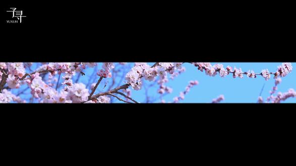 春分:纸鸢乘风起,非遗焕新生 春已过半,昼夜均长。今日春分,风和日丽,正是放风筝的好时节。小寻制作一只沙燕风筝,愿它载着你我的心愿,共赴春光烂漫处。#春分 #予寻 #北京范儿 #手作 #风筝