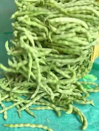 新鲜四季豆现摘#优质农产品